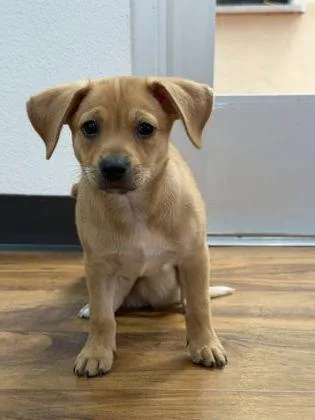 A baby small-sized male Mixed Breed dog named Zack Martin for adoption in Pleasanton, CA