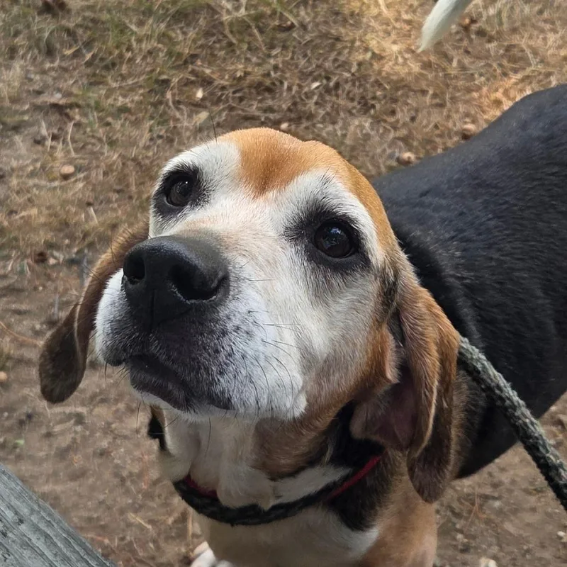 A senior small-sized male Brown / Chocolate Beagle dog named Carlos Bonded with Baxter for adoption in Kennebunk, ME