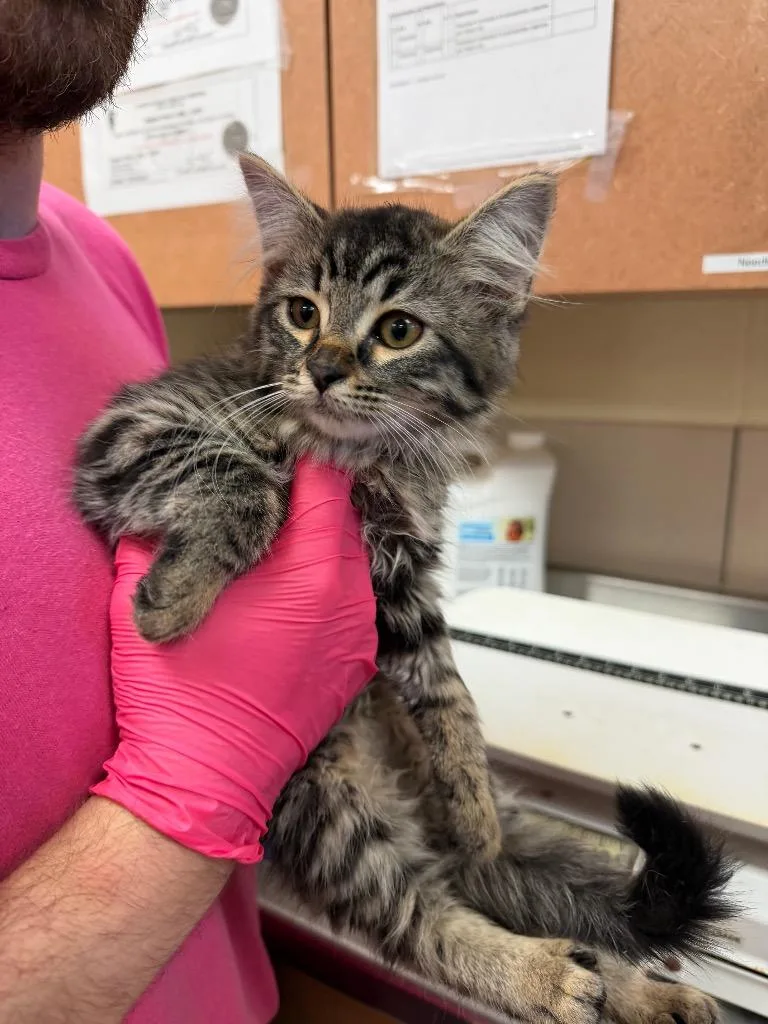 A baby small-sized female Domestic Short Hair cat named Juliette for adoption in Bossier City, LA