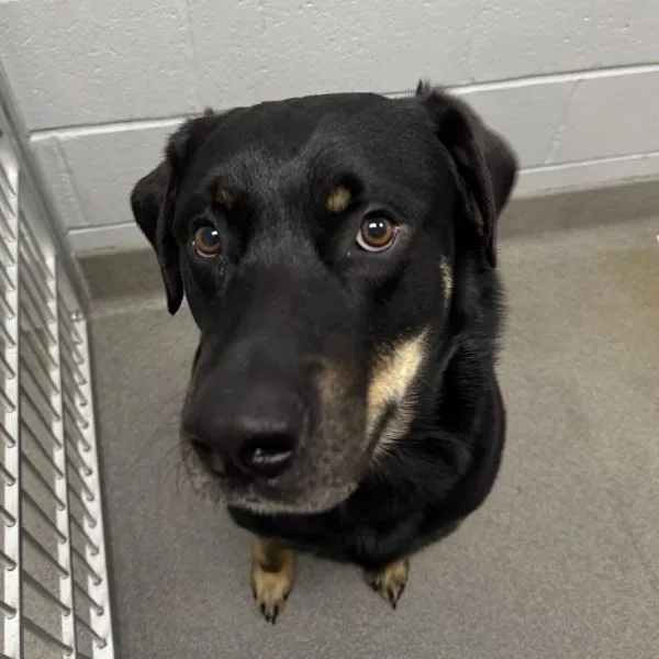 An adult large-sized male Rottweiler dog named Duke for adoption in Des Moines, IA