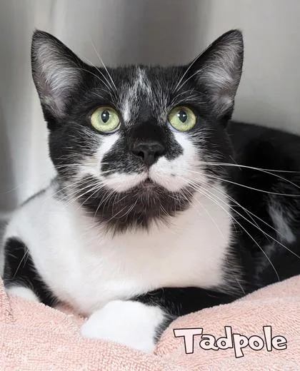 An adult large-sized male Domestic Short Hair cat named Tadpole for adoption in Mason, MI
