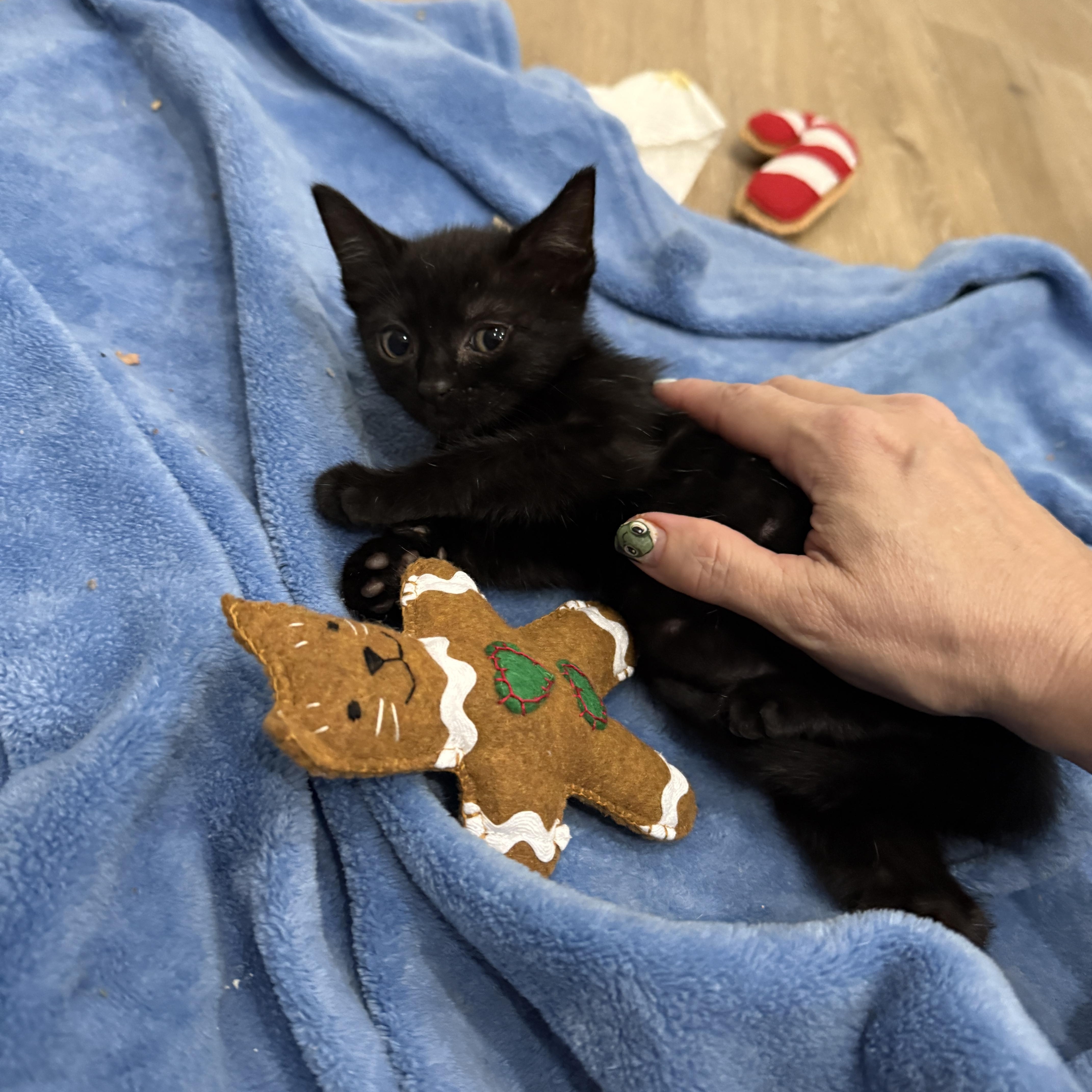 A baby small-sized female Black Domestic Short Hair cat named Miss Joey Potter for adoption in Boca Raton, FL