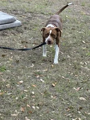 An adult medium-sized male American Bulldog dog named Tip for adoption in Gainesville, FL