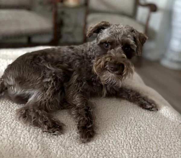 A young small-sized female Brown / Chocolate Miniature Schnauzer dog named Coco for adoption in Carrollton, TX