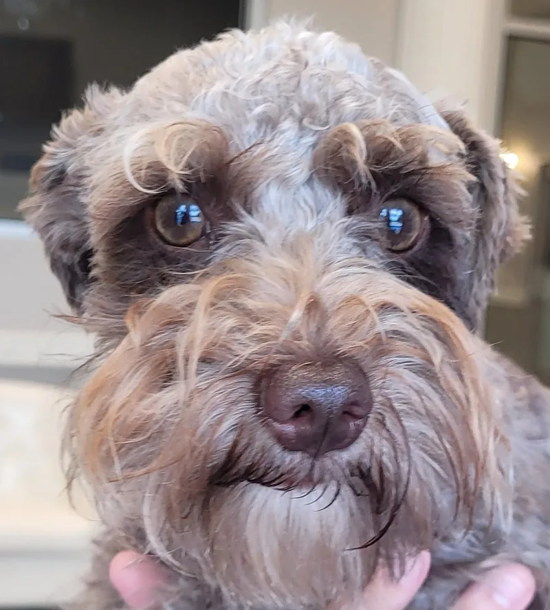 Coco thumbnail 2