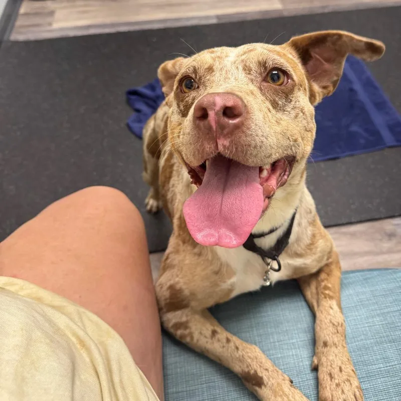 An adult medium-sized female Red / Chestnut / Orange Catahoula Leopard Dog dog named Mya for adoption in Blairsville, GA