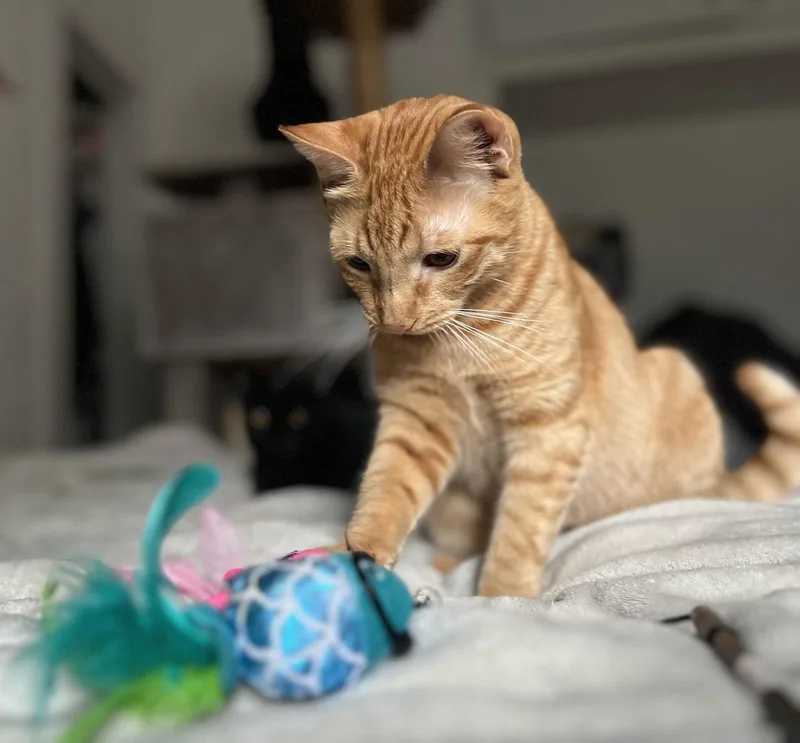 Jupiter Carstowaway thumbnail 2