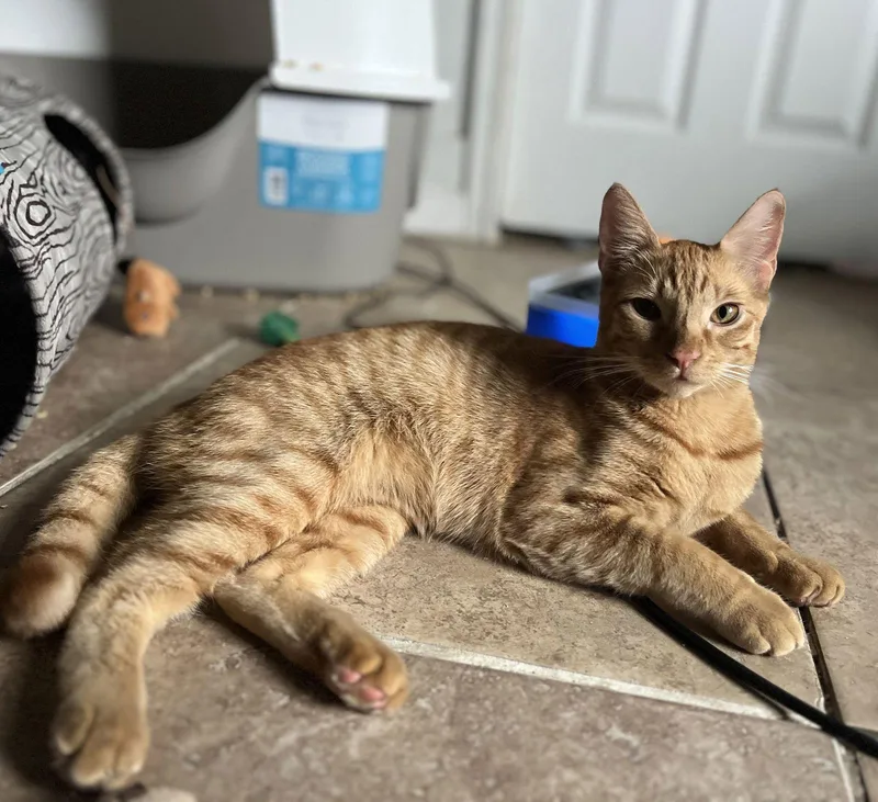 Jupiter Carstowaway thumbnail 3