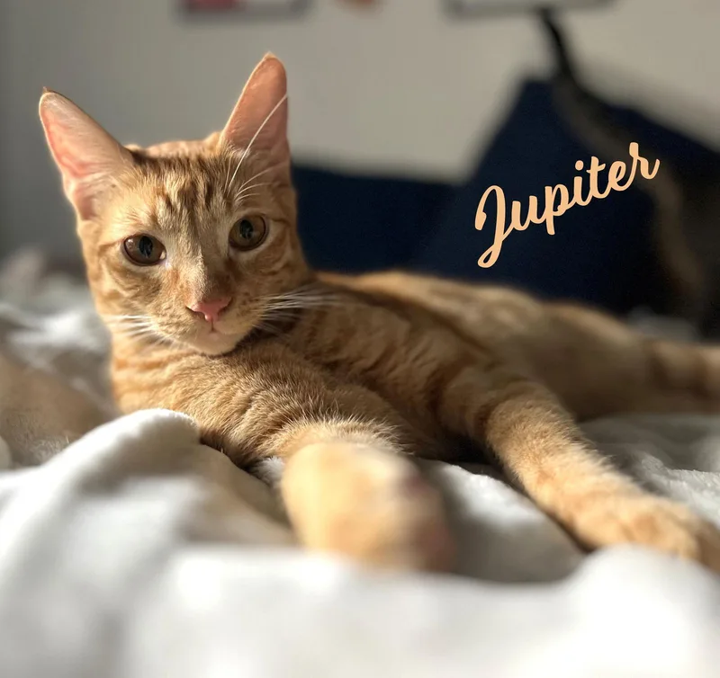 Jupiter Carstowaway