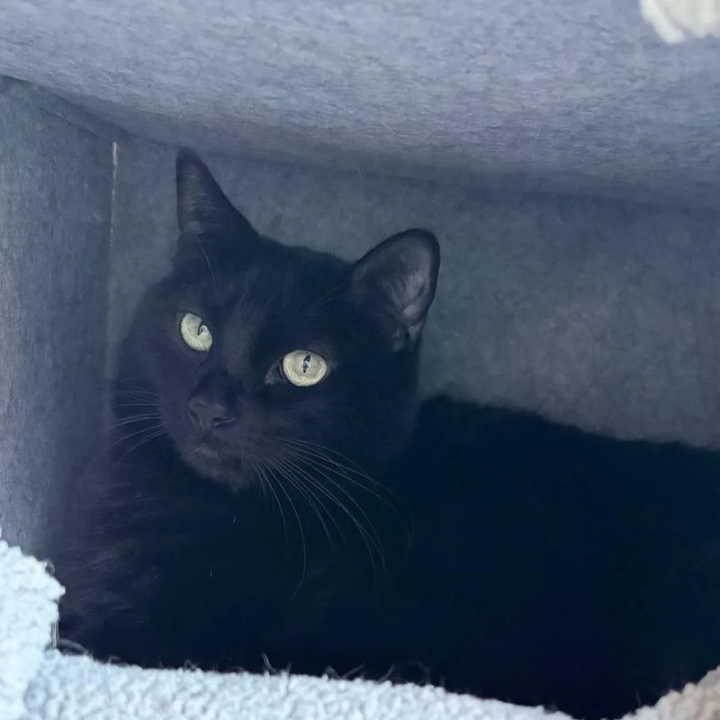 An adult large-sized male Black Domestic Short Hair cat named Stormy for adoption in Los Angeles, CA