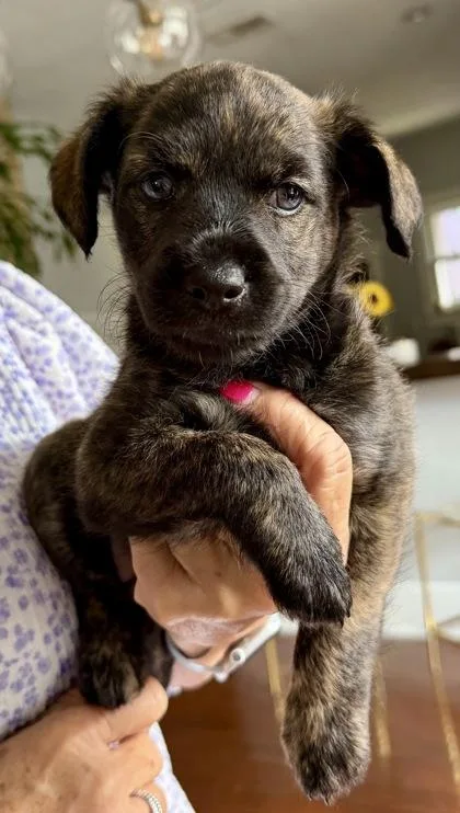 A baby small-sized female Poodle dog named Ella for adoption in Fort Worth, TX
