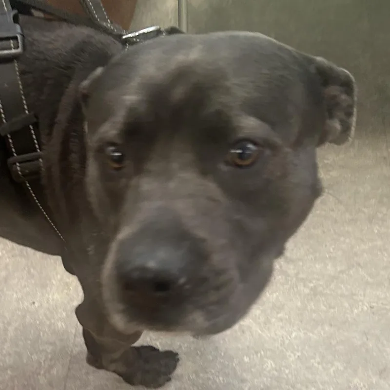 An adult medium-sized male Black Mixed Breed dog named Kobe for adoption in Philadelphia, PA