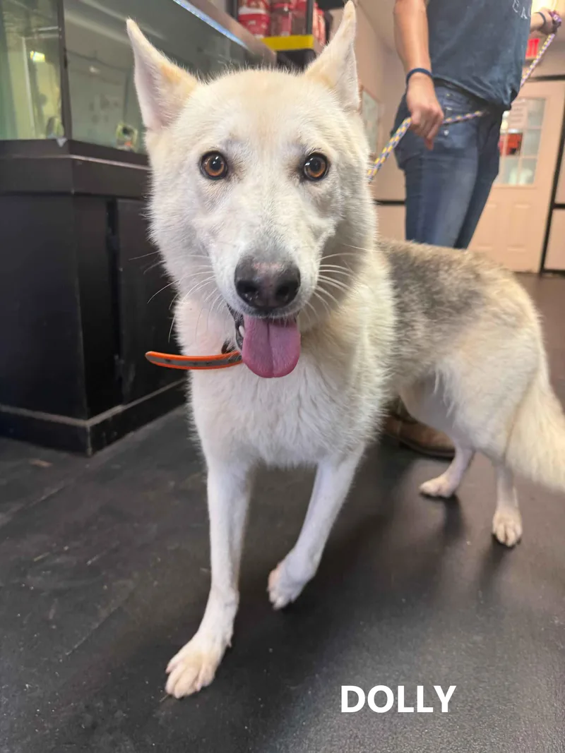 A young medium-sized female Gray / Blue / Silver Husky dog named Dolly for adoption in Washington, GA