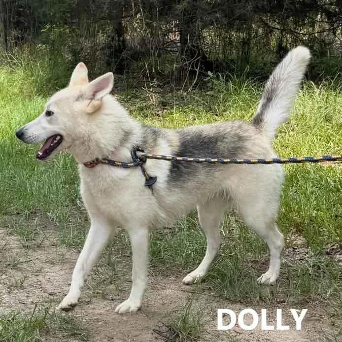 Dolly thumbnail 2