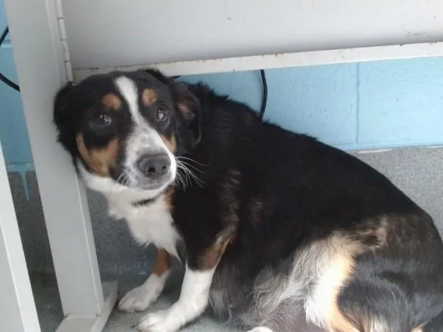 A young medium-sized female Australian Cattle Dog / Blue Heeler dog named Sonny for adoption in Albuquerque, NM