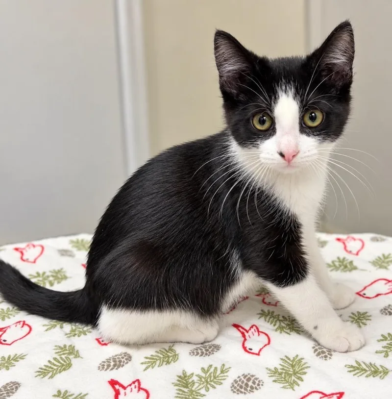 A baby small-sized female Domestic Short Hair cat named Pandora for adoption in Ewing, NJ