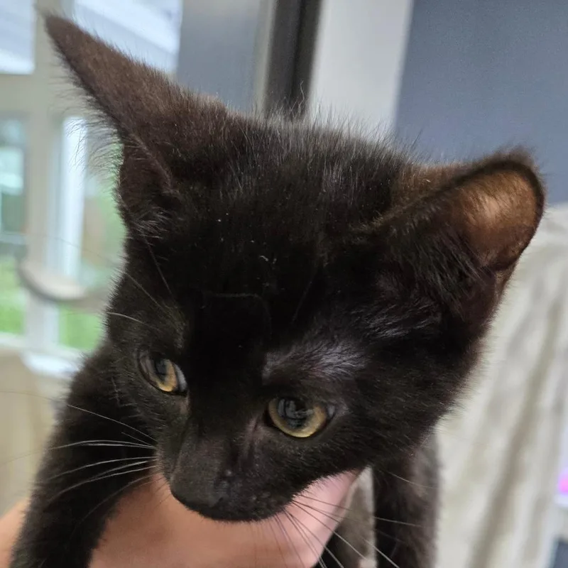 A baby small-sized female Black Domestic Short Hair cat named Lolly for adoption in Kennebunk, ME