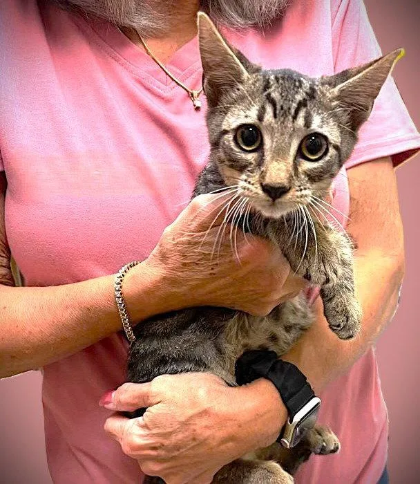 A baby medium-sized male Tabby cat named Newton for adoption in Fort Myers, FL