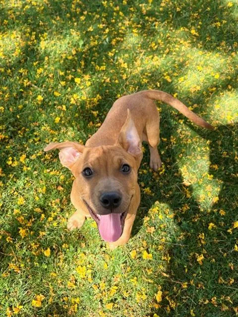 A young small-sized female Pit Bull Terrier dog named Chula for adoption in Blythe, CA