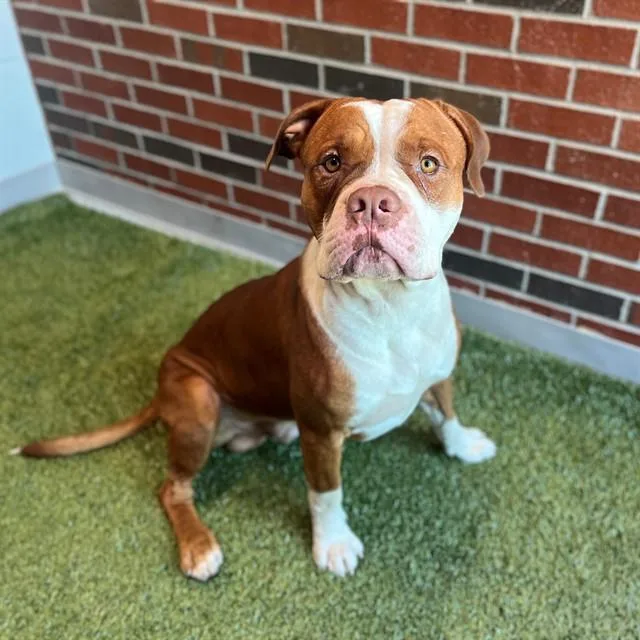 A young large-sized male Pit Bull Terrier dog named Tanx for adoption in Edmond, OK