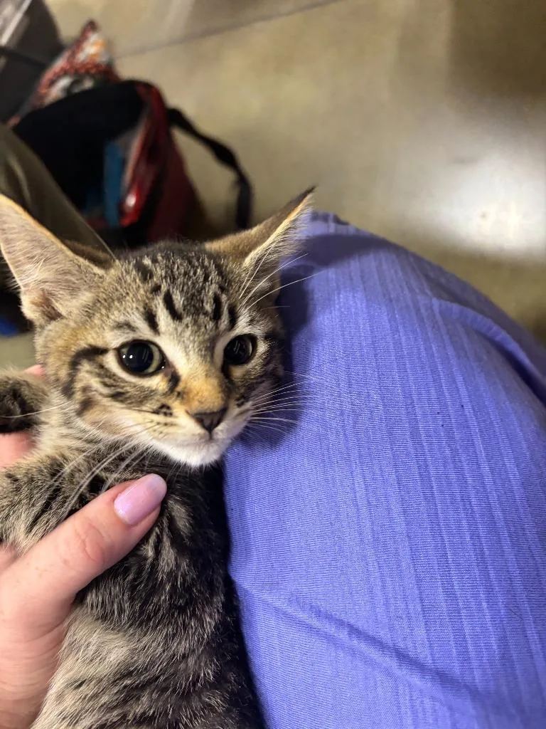 A baby medium-sized male Tabby (Brown / Chocolate) Domestic Short Hair cat named Espresso for adoption in Shawnee, KS