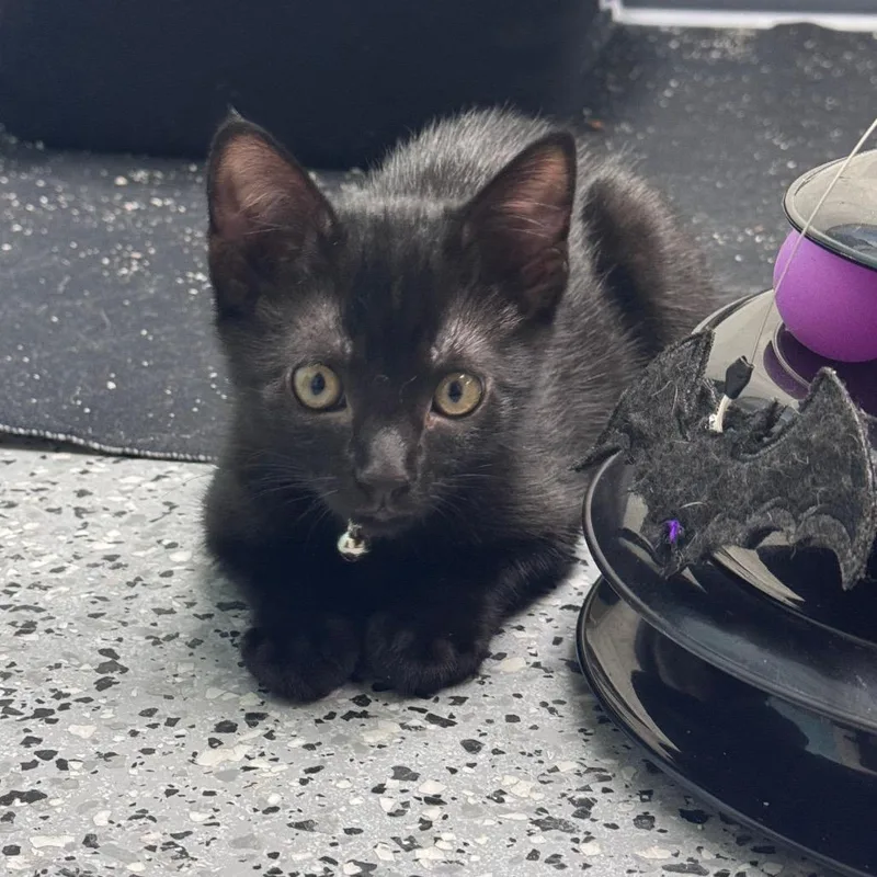 A baby small-sized female Black Domestic Short Hair cat named Munnin for adoption in Middleburg, FL