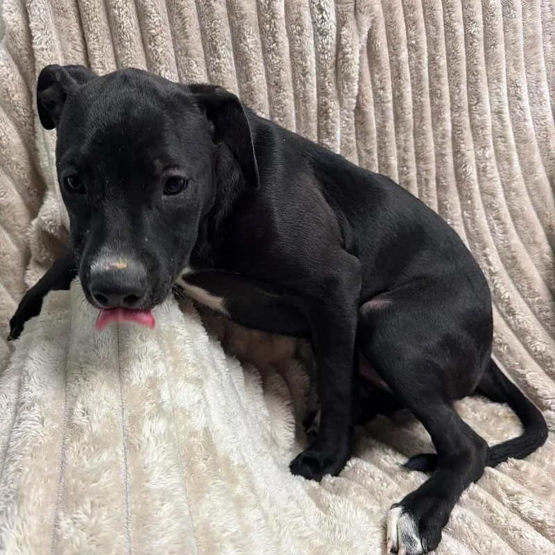A baby small-sized female Black Mixed Breed dog named Eclipse for adoption in Archbold , OH