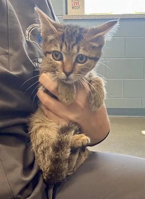 A baby small-sized female Domestic Short Hair cat named Lizzie for adoption in Kalamazoo, MI