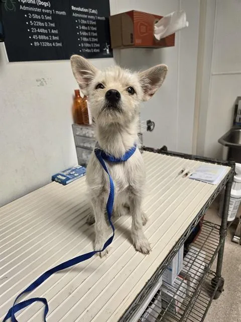 A young small-sized male Terrier dog named Cheif for adoption in Bakersfield, CA