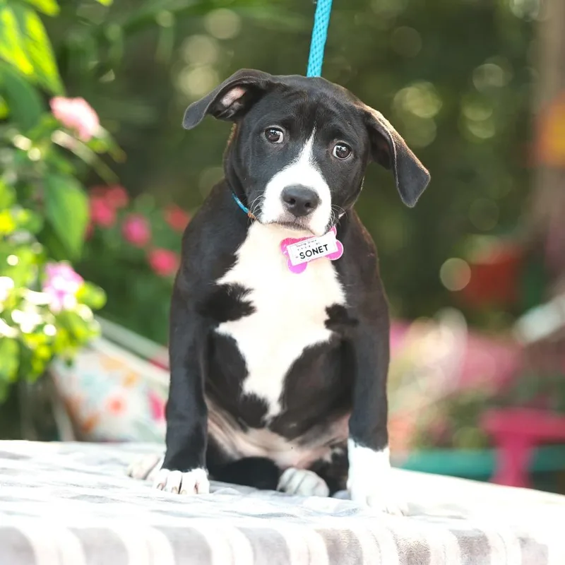 A baby small-sized female Black Labrador Retriever dog named Sonet for adoption in Wake Forest, NC