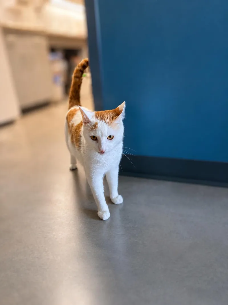 A young medium-sized male Orange & White Domestic Short Hair cat named Patch for adoption in Jefferson, IA