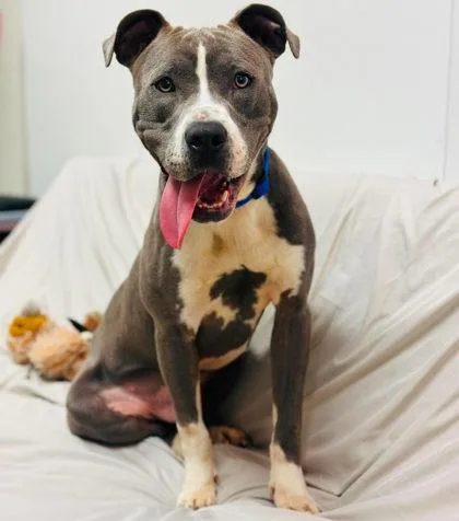 An adult large-sized male Mixed Breed dog named Squirrel for adoption in West Chester, PA