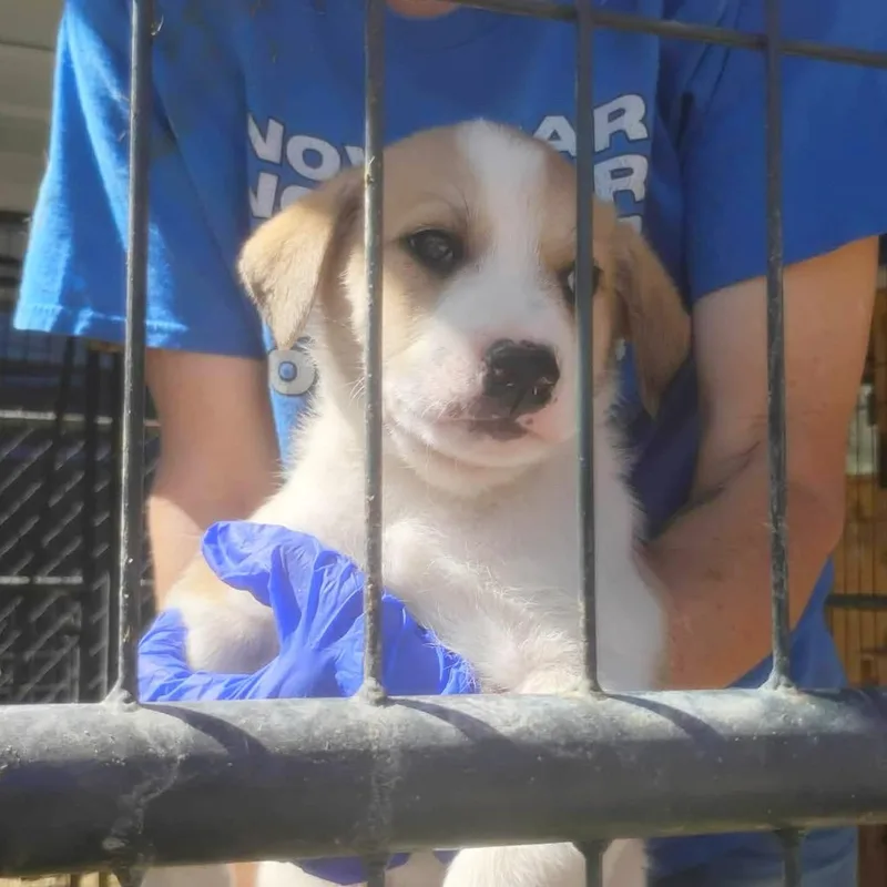 A baby large-sized male White / Cream Great Pyrenees dog named Breeze for adoption in Yaphank, NY