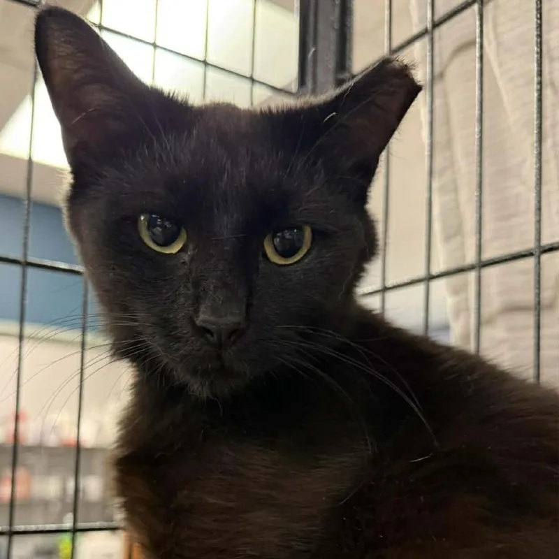 A young small-sized male Black Domestic Short Hair cat named Pudge for adoption in Richmond, IN