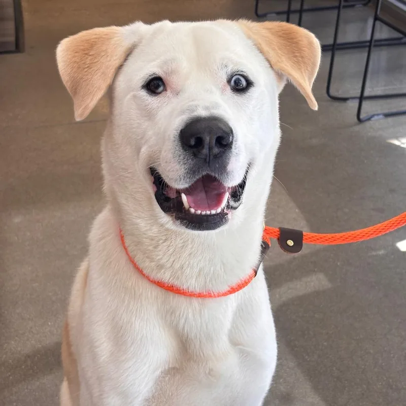 An adult large-sized male White / Cream Mixed Breed dog named Yorkstray for adoption in York, PA