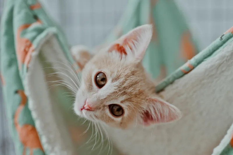 A baby medium-sized female Orange & White Domestic Short Hair cat named PinPin for adoption in Le Mars, IA
