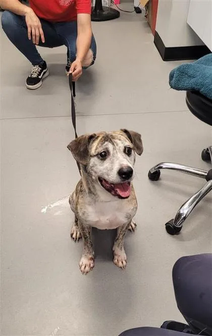 An adult medium-sized male Mixed Breed dog named Gilbert for adoption in West Chester, PA