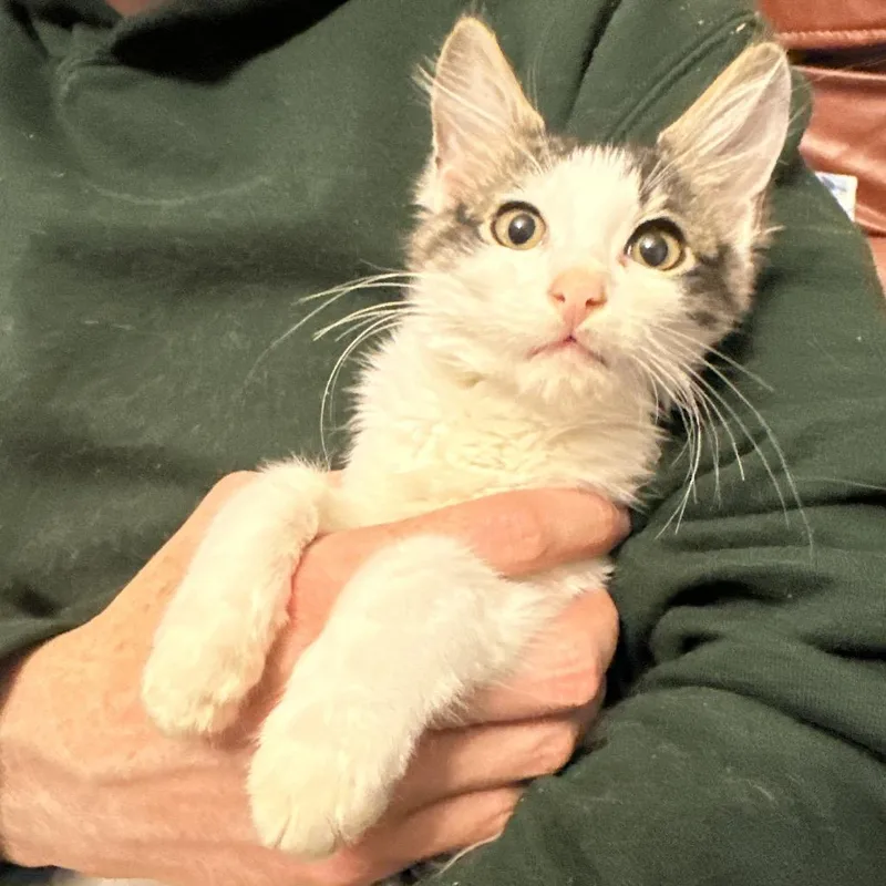 A baby small-sized male White Domestic Medium Hair cat named Piper for adoption in Grantsville, UT