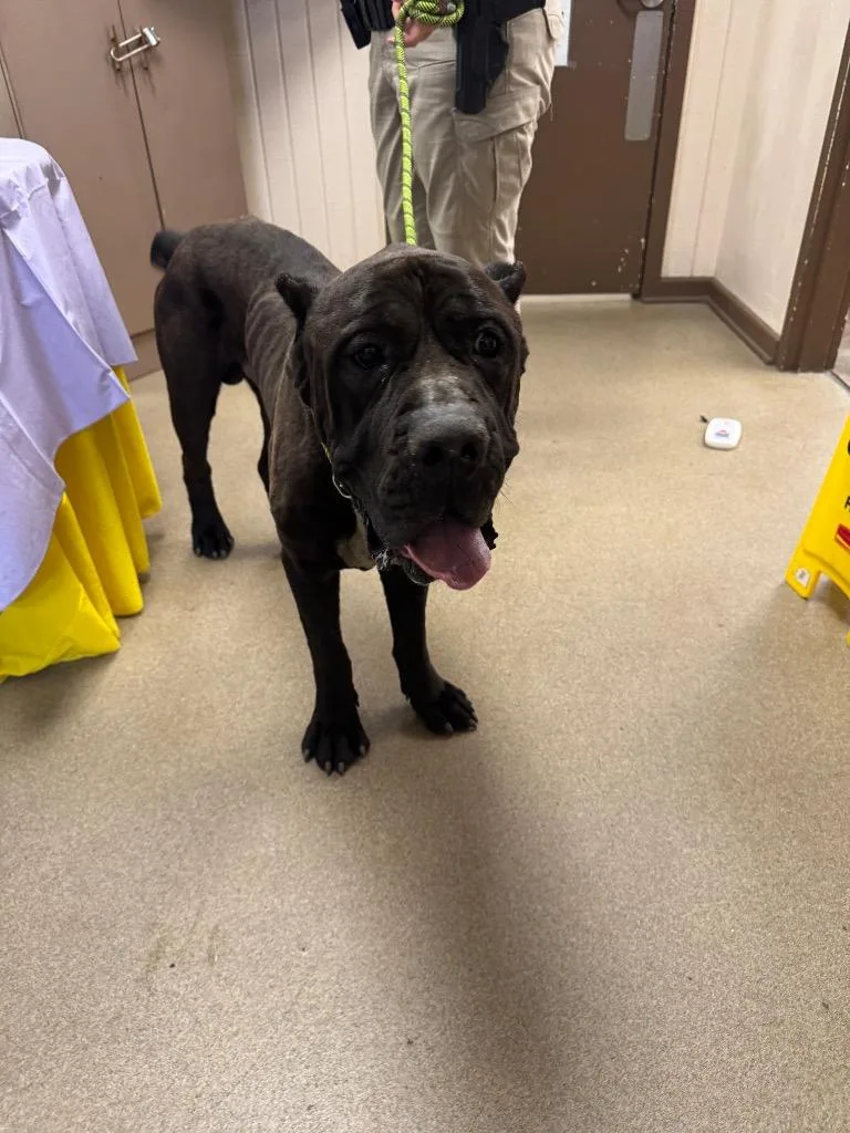 A senior large-sized male Cane Corso dog named Chop for adoption in Springfield, OH