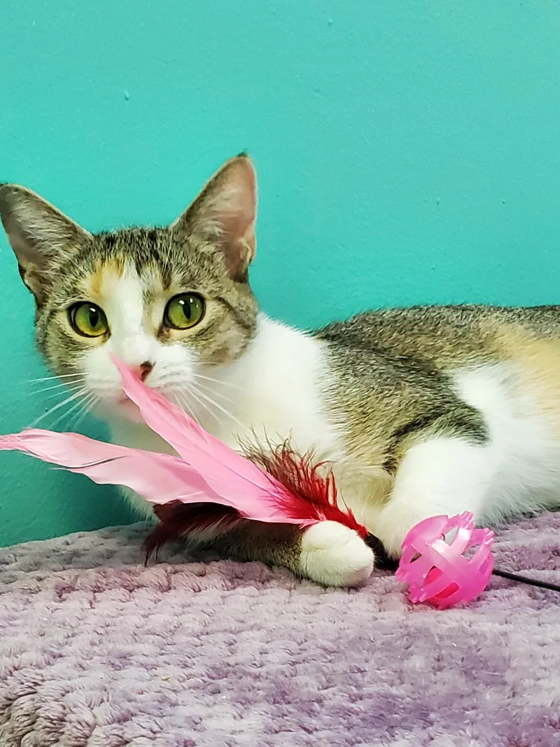 A young small-sized female Torbie Domestic Short Hair cat named Ginger for adoption in Chicago, IL