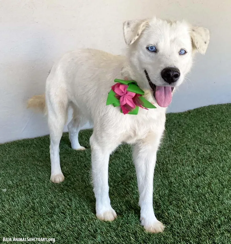 A young medium-sized female White / Cream Australian Cattle Dog / Blue Heeler dog named Whitney for adoption in San Diego, CA