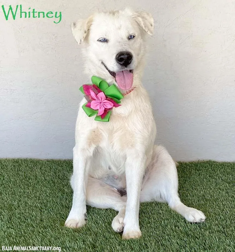Whitney thumbnail 3