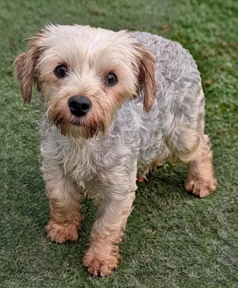 An adult small-sized female Yorkshire Terrier dog named Keeley for adoption in Fort Myers, FL