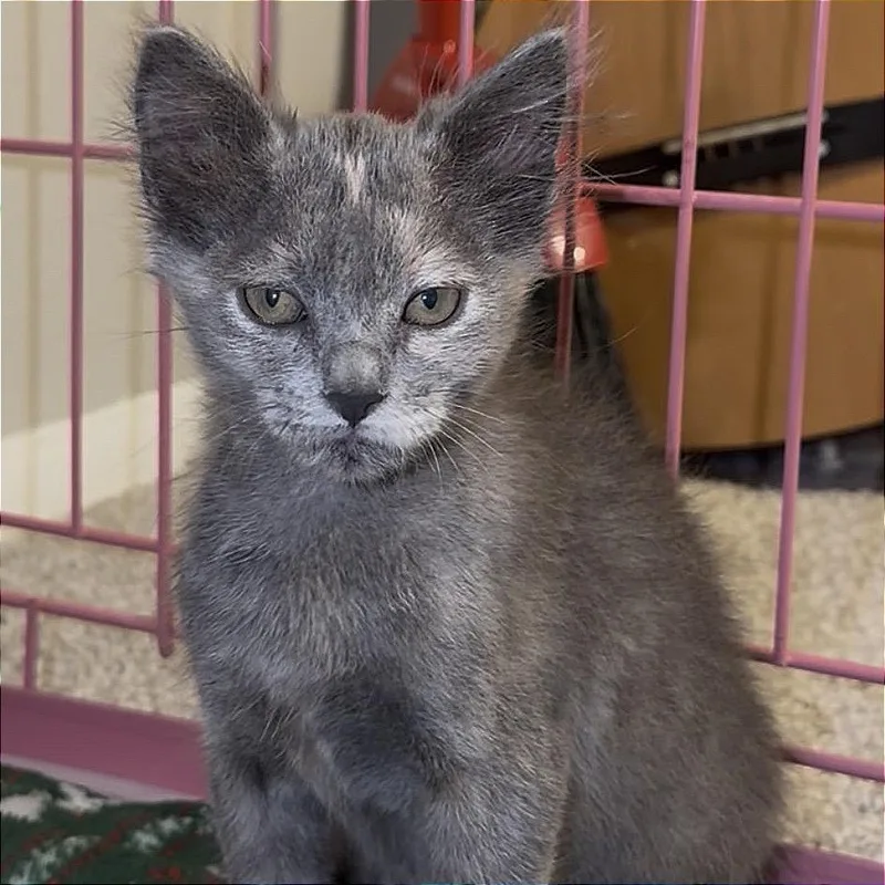 A baby small-sized female Gray / Blue / Silver Domestic Medium Hair cat named Isley for adoption in San Antonio, TX