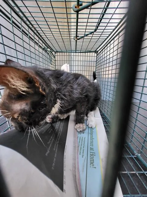 A baby medium-sized female Domestic Short Hair cat named Liz for adoption in San Antonio, TX