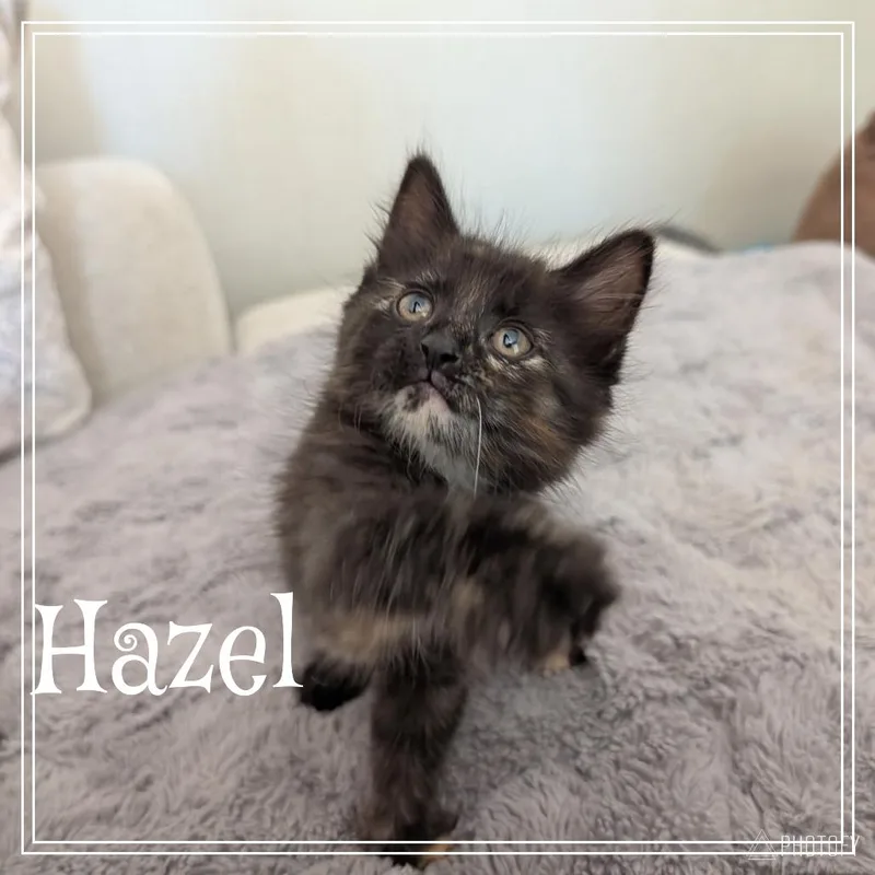 A baby small-sized female Tortoiseshell Domestic Short Hair cat named Hazel for adoption in Monroe, MI