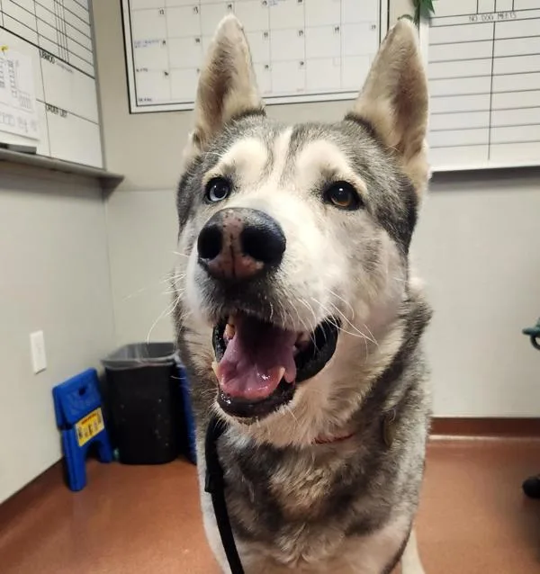 An adult large-sized male Siberian Husky dog named Brutus for adoption in Oakland, CA