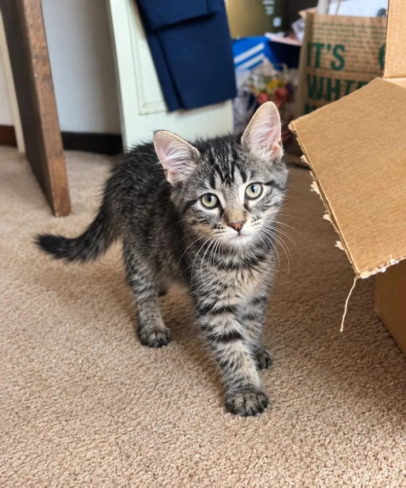 A baby medium-sized male Gray / Blue / Silver Domestic Medium Hair cat named Marcus for adoption in Chicago, IL