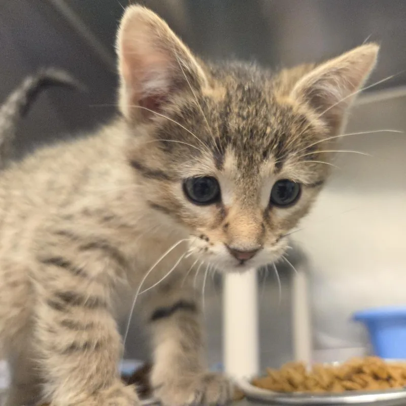 A baby small-sized male Brown / Chocolate Domestic Short Hair cat named Bear for adoption in Rock Falls, IL