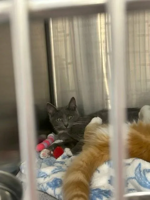 A young medium-sized female Gray / Blue / Silver Domestic Short Hair cat named Gracie for adoption in Scott Depot, WV